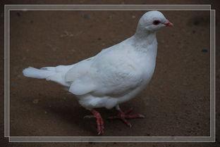 鸽子爆料打架视频大全集